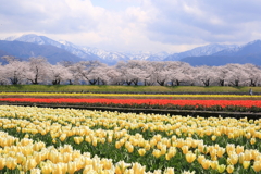 舟川の桜