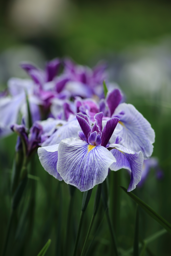 菖蒲