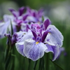 菖蒲