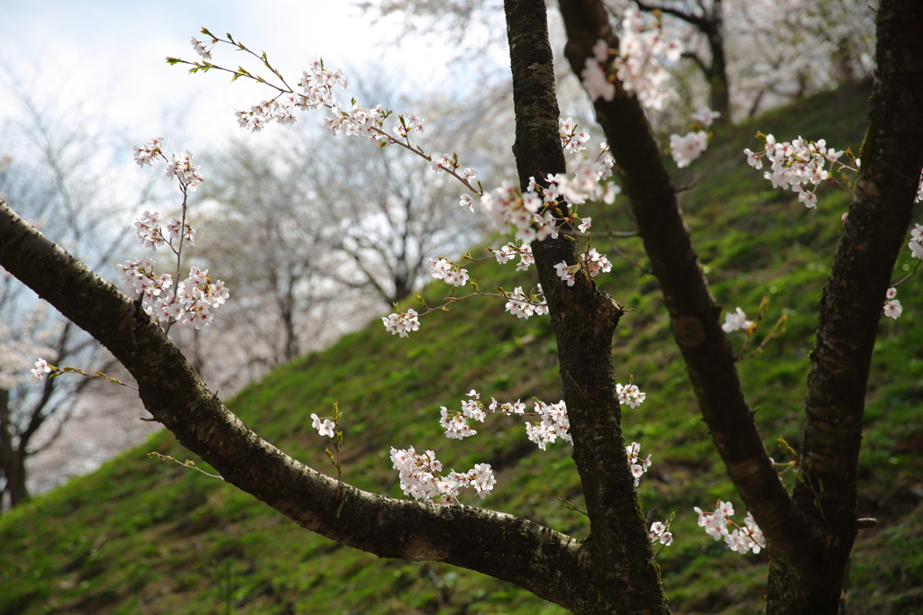 桜咲く