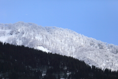 早春の山