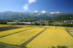 白馬の今