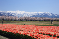 舟川べりの桜