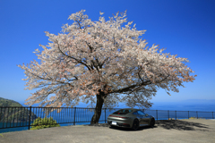 一本桜