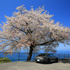 一本桜