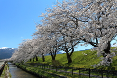 黒部の桜