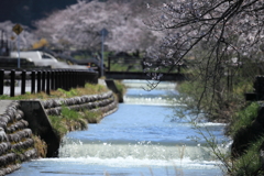 黒部の桜