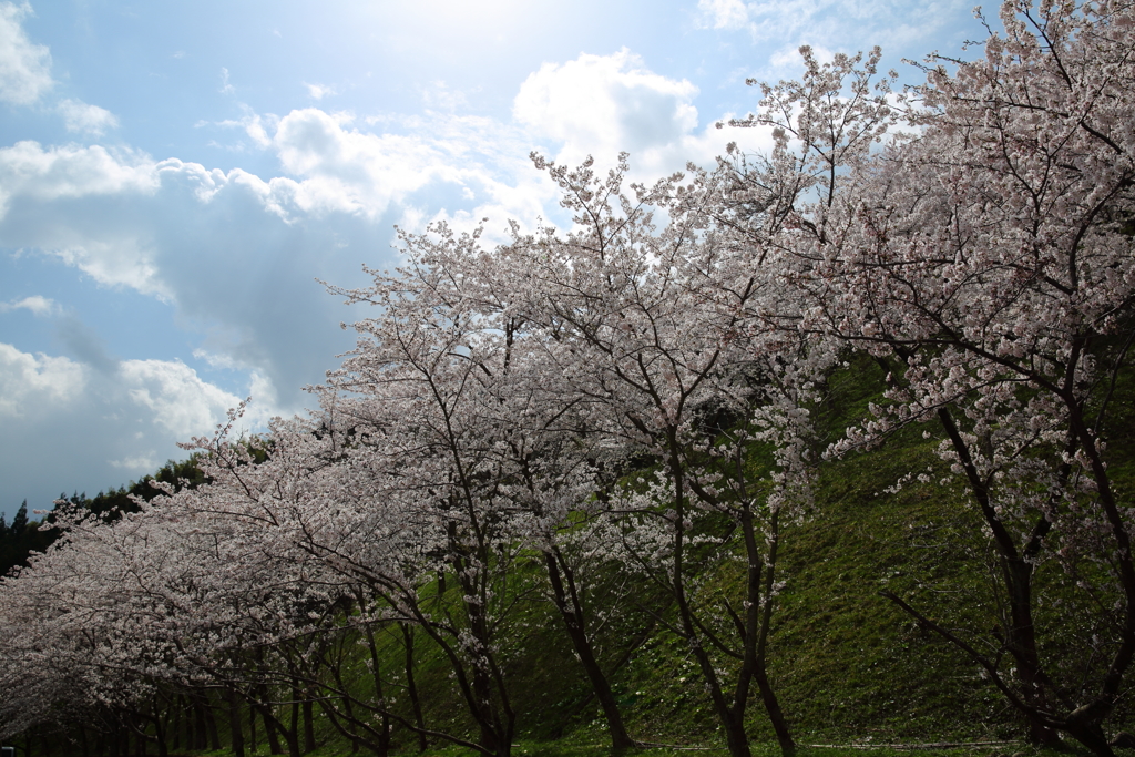 桜咲く
