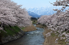 船川べりの桜