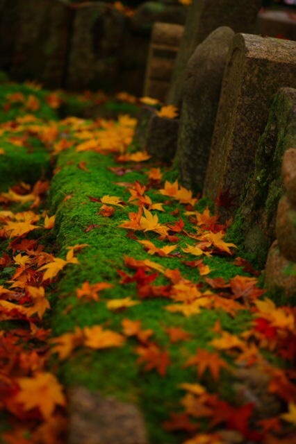 京都 紅葉