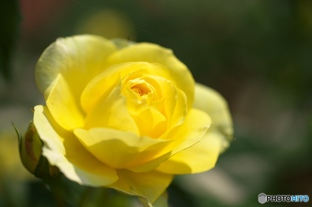 神奈川県立フラワーセンター大船植物園