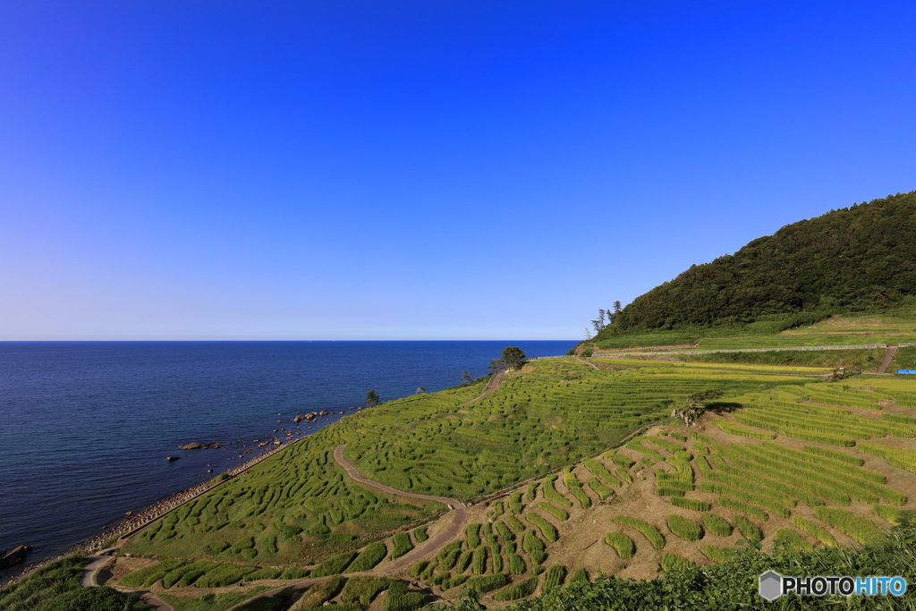 千枚田