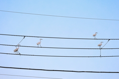 Floating Sheet Music in the sky