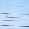 Floating Sheet Music in the sky