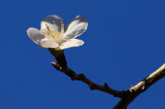 冬桜