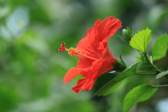 Hibiscus