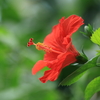 Hibiscus