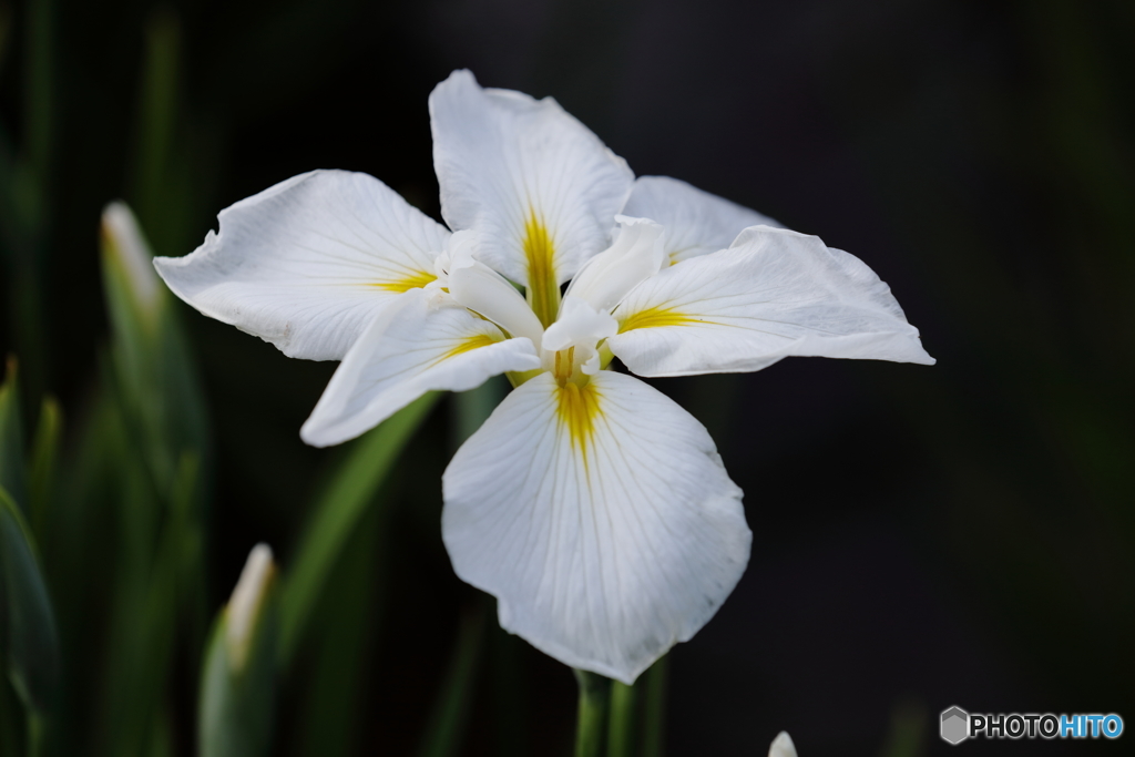 iris@kitayama 20170604-1