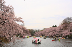 井の頭公園　桜　2016