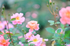 rosegarden