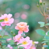 rosegarden