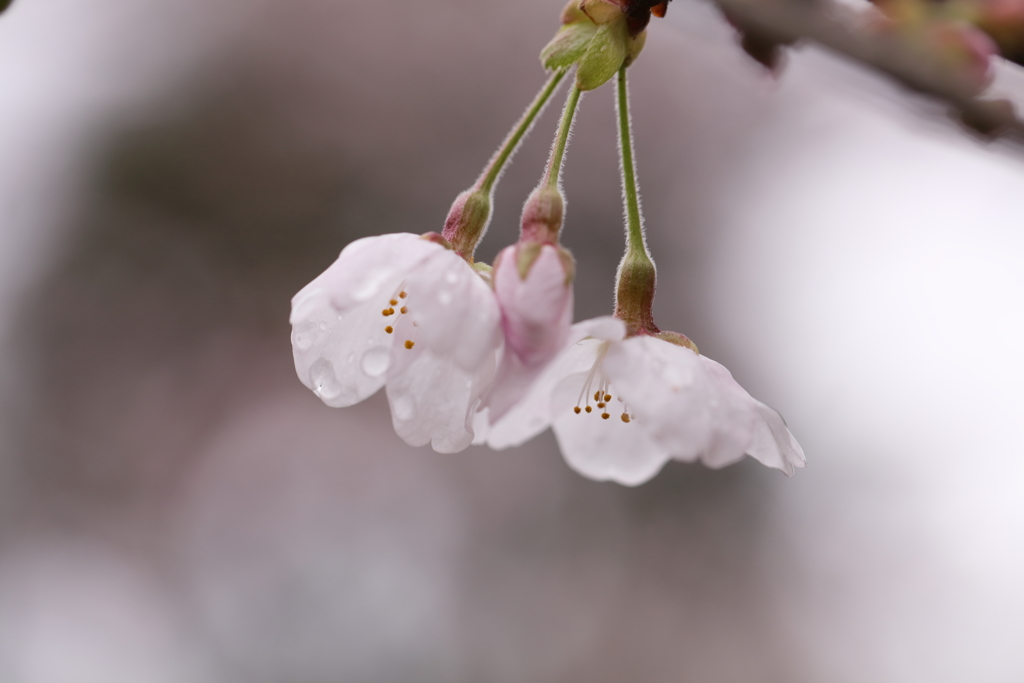 雨上がり。