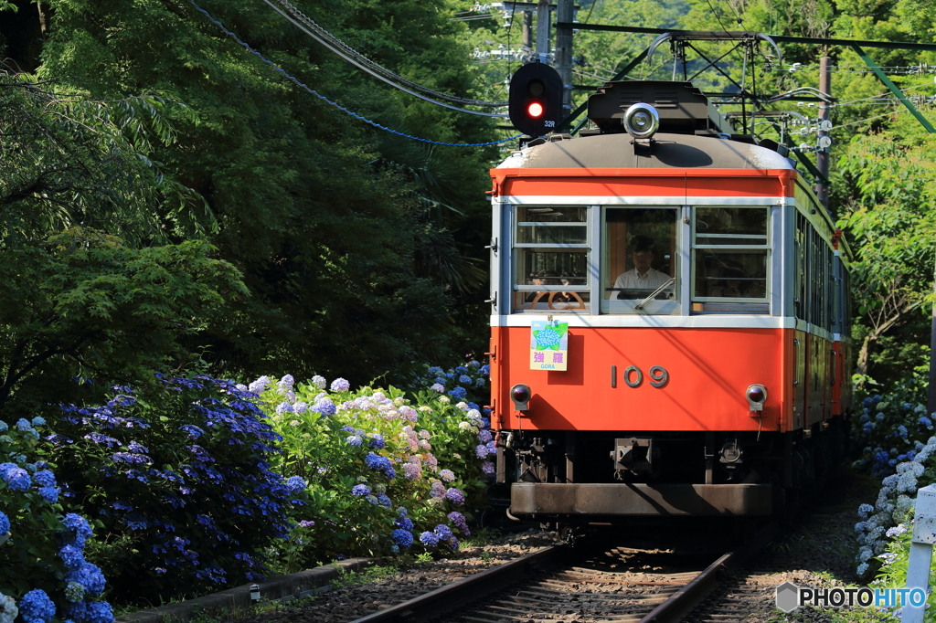 あじさい電車