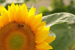 Sunflower Track