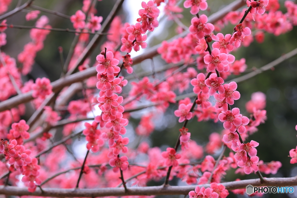 紅梅