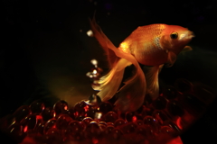 金魚