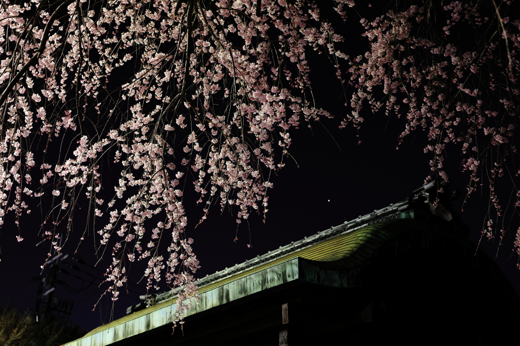 夜桜