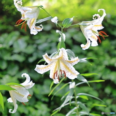 Lilium auratum