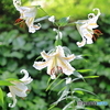 Lilium auratum
