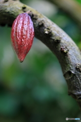 cacao