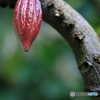 cacao