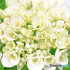 hydrangea