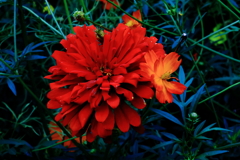紅く咲く