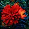 紅く咲く