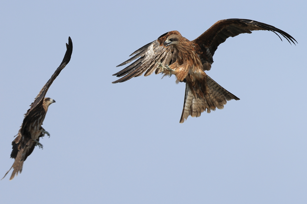 Black kites