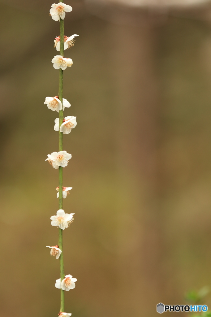 plum blossoms ladder