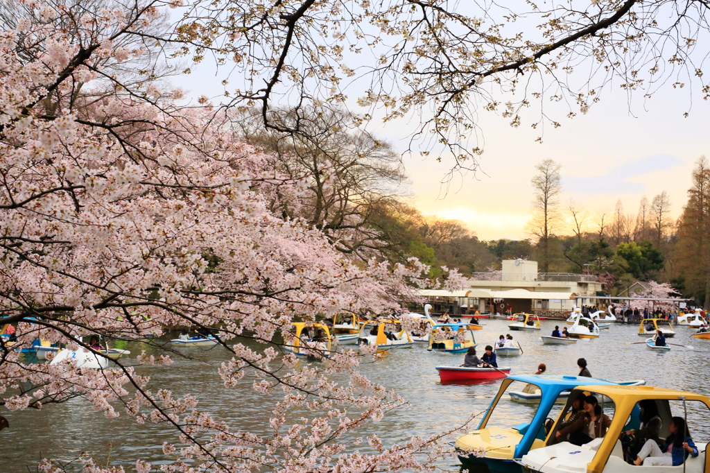 井の頭 桜 夕焼け 