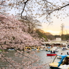 井の頭 桜 夕焼け 