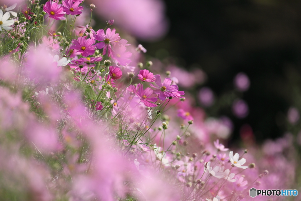 秋桜坂