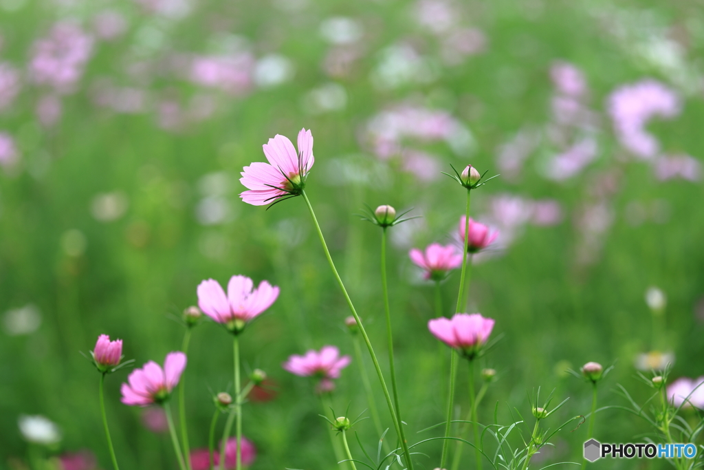 秋桜