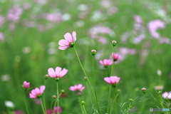 秋桜