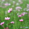 秋桜