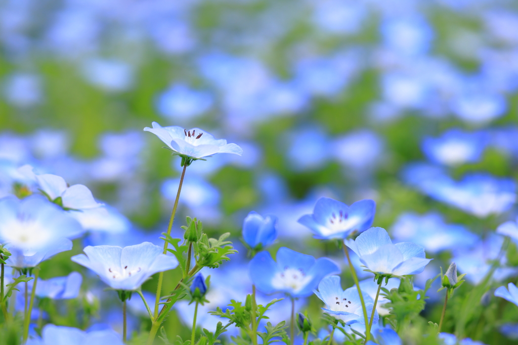 Nemophila
