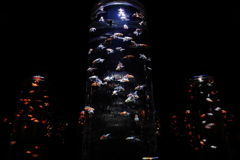 金魚Tower