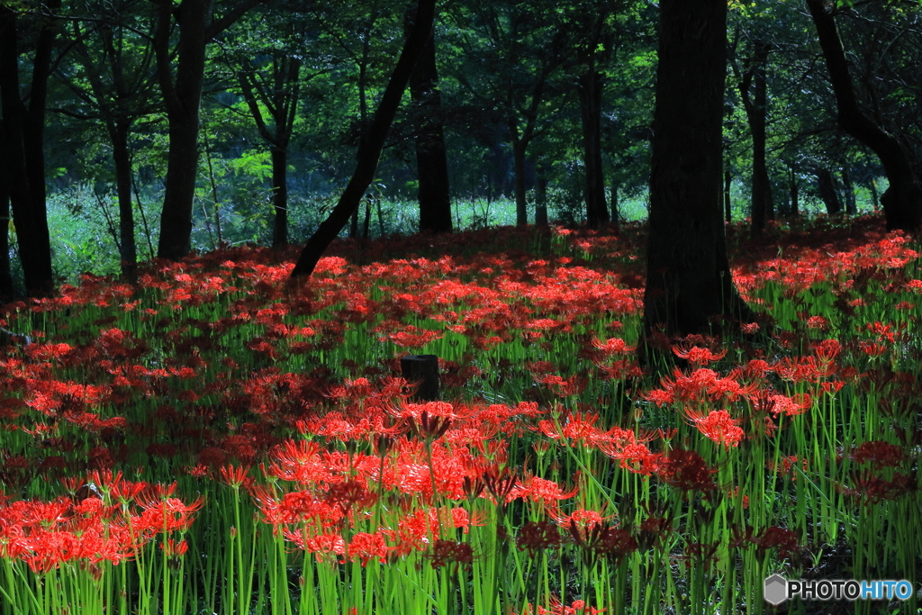 紅の河