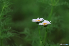 緑と白